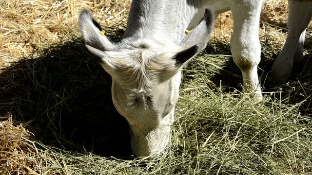 mucca, vitello