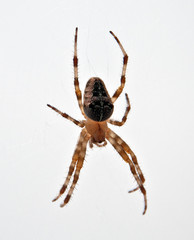Spinne
