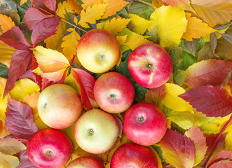 Naklejka na ściany i meble Organic apple on colorful autumn leaves