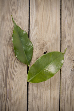 Ficus Benjaminus Bl&auml;tter