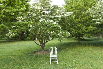 White chair in the park. Ready for photo shoot.