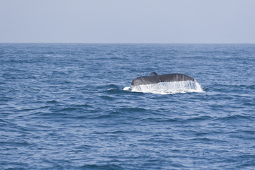 Fototapeta premium Humpback whale fluking tail in the Pacific ocean.