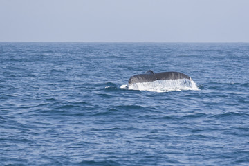 Humpback whale fluking tail in the Pacific ocean.