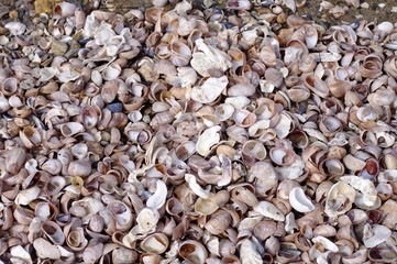 Coquillages sur la plage