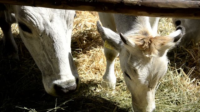 mucca, vitello