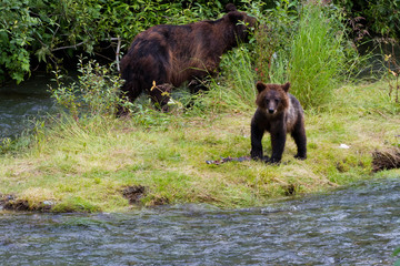 grizzly bear