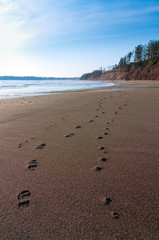 Human and Dog Foot Steps Along a Beach