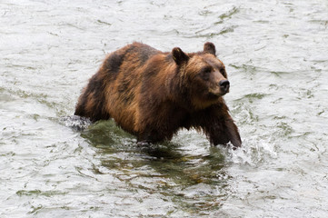 Fototapeta na wymiar grizzly bear