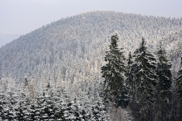 Zaśnieżone świerki © Grzegorz Polak