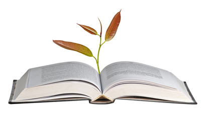 tree growing from open book