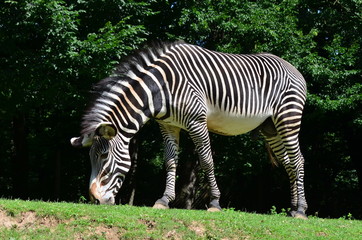 Grevyi zebra