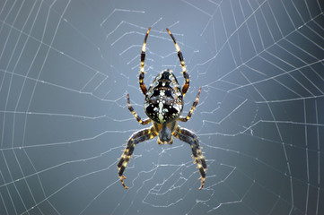 Spider in web front view