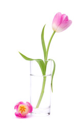 Pink tulip  in vase