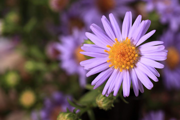 Fioletowy kwiat, aster gawędka, na łące. © Stanisław Błachowicz
