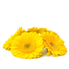 Beautiful daisy gerbera flowers