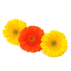 Beautiful daisy gerbera flowers