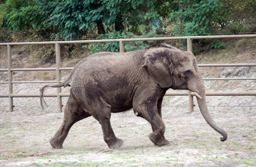 Loxodonta africana elephant - African bush elephant