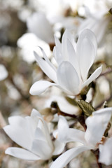 Fototapeta na wymiar Piękny kwiat magnolii