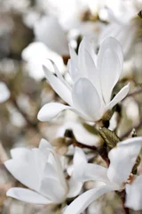 Zelfklevend Fotobehang Prachtige magnolia bloesem © Natika