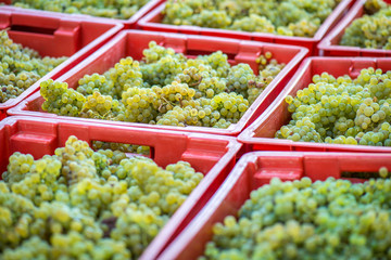 Yellow grapes harvesting