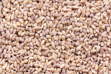 Barley background