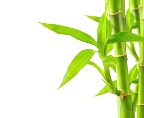 Bamboo background with copy space