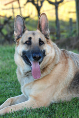 German Shepherd Dog