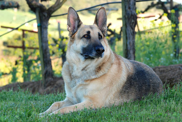 GSD, Hunter