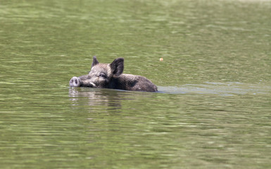 wild boar swimming