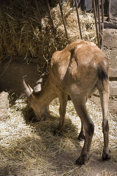 Capra che bruca
