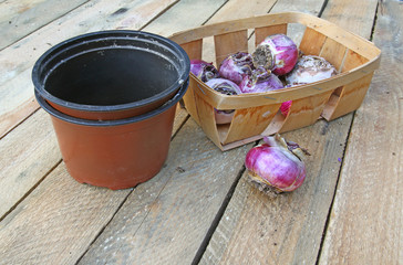 Basket with the bulbs of hyacinths