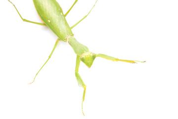 green mantis on a white background