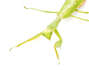 green mantis on a white background