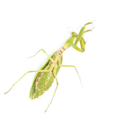 green mantis on a white background