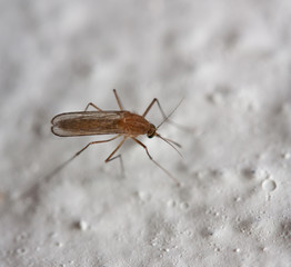 mosquito. macro