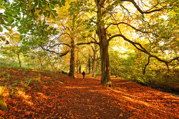 Beautiful Autumn in the park