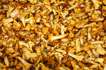 Chanterelle mushrooms background