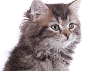 Young fluffy kitten