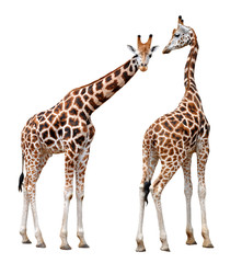 Naklejka premium Giraffes isolated