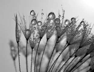 Aluminium Prints Dandelions and water dewy dandelion