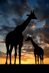 Two giraffes in the sunset