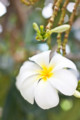 frangipani flower