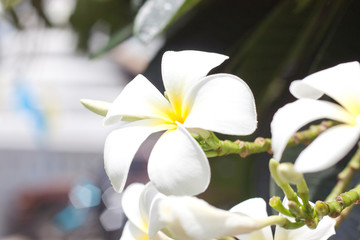 frangipani flower