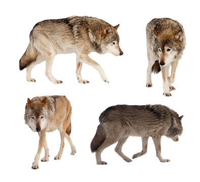 Set of few wolves over white
