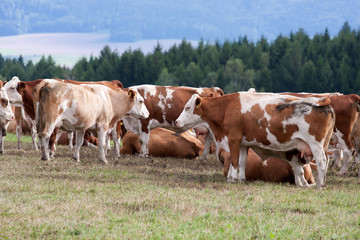 Fototapeta na wymiar Krowy na pastwisku