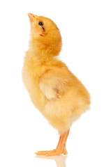 Little chicken © DenisNata