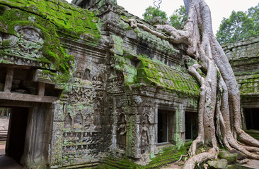 Fototapeta premium Trees in Ta Prohm, Angkor Wat
