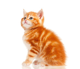 Red kitten