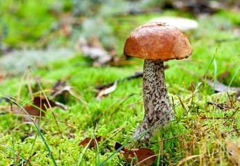 Aspen mushroom
