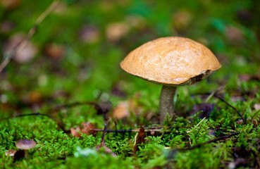 Aspen mushroom